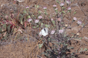 Douglas false yarrow, Douglas' dustymaiden (Chaenactis douglasii) 